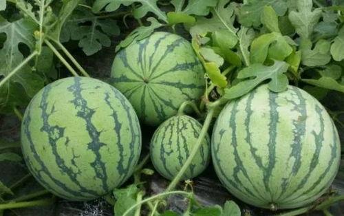 天台张保长吃瓜,揭秘天台民间趣事