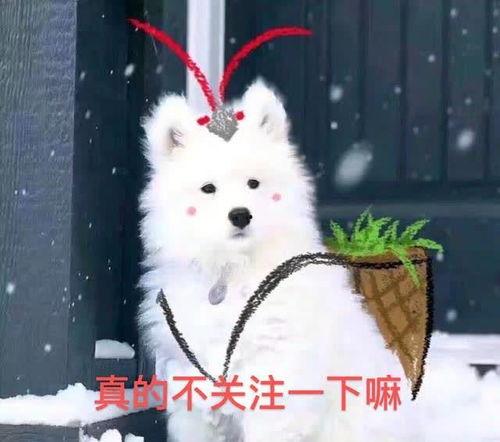 猹怎样吃瓜,揭秘网络热议背后的趣味与真相