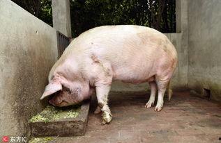 望月草猪哼吃瓜,一场别开生面的吃瓜盛宴