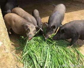 望月草猪哼吃瓜,一场别开生面的吃瓜盛宴