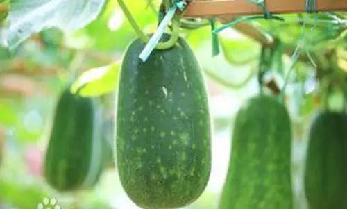 不知止吃瓜,揭秘网络热议背后的真相与反思