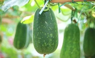 完全体小张吃瓜,揭秘完全体小张的瓜界传奇