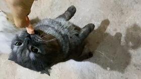 人工智障吃瓜,揭秘AI的趣味与争议