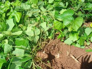 土瓜炒吃,美味佳肴的烹饪之旅