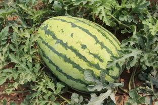 吃大园的瓜,探寻乡村田园生活之美