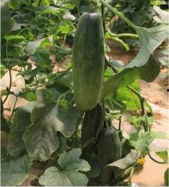 吃大园的瓜,探寻乡村田园生活之美