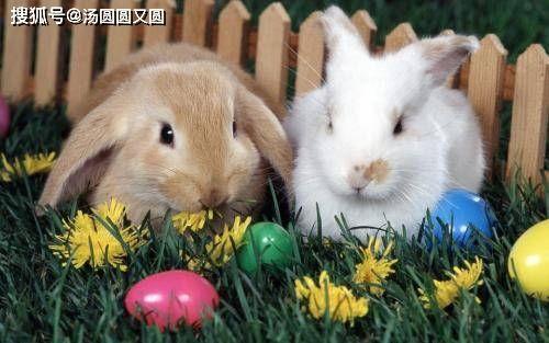 兔子捂嘴吃瓜图片,萌态十足引网友热议