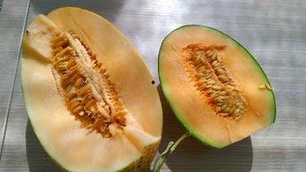 自驾瓜州吃瓜具体位置,探寻丝绸之路上的甜蜜秘境