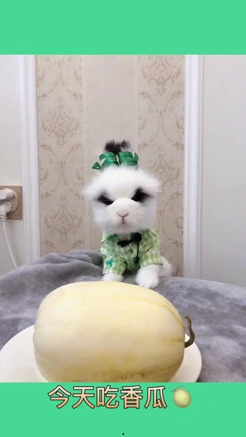 大熊的吃瓜视频,揭秘娱乐圈幕后故事