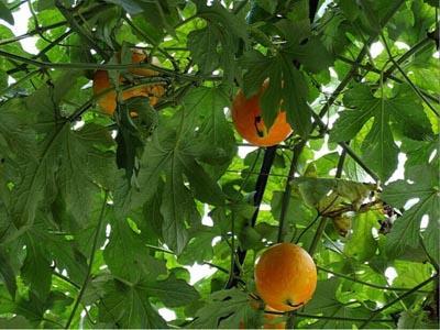 咳嗽可吃吊瓜吗,吊瓜能否成为食疗佳选？