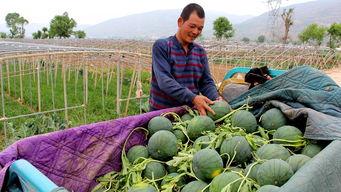 全镇吃瓜,吃瓜成风，揭秘吃瓜背后的故事与影响