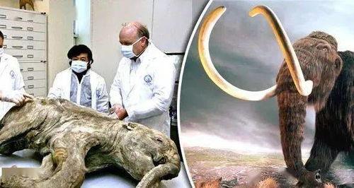 解剖尸体吃瓜,揭秘医学研究中的伦理争议与道德困境