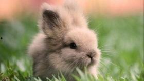 吃瓜兔子精,揭秘神秘仙界的美食传奇