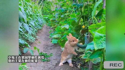 吃瓜兔子精,揭秘神秘仙界的美食传奇