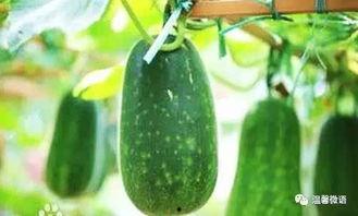 吃瓜虫咬人吗,吃瓜虫咬人真相，你了解多少？