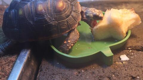 乌龟吃瓜文案搞笑句子,笑料横生！乌龟版搞笑瓜界风云录