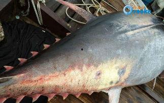 汕尾渔民吃瓜事件真相视频,真相与误解的交织