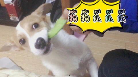 狗狗吃瓜掉下去视频,狗狗吃瓜不慎跌落，萌态可掬引网友爆笑