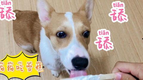 狗狗吃瓜掉下去视频,狗狗吃瓜不慎跌落，萌态可掬引网友爆笑