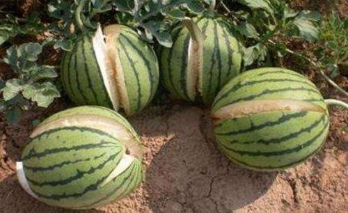 摘瓜洗瓜切瓜吃瓜视频,从摘瓜到吃瓜的甜蜜之旅