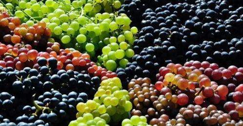 宝宝吃葡萄瓜视频大全,萌娃美食时光