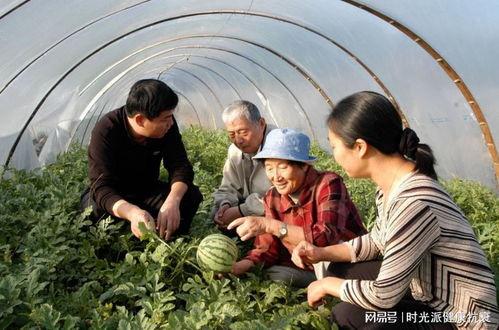 新疆人吃瓜的视频,一场视觉与味蕾的双重盛宴