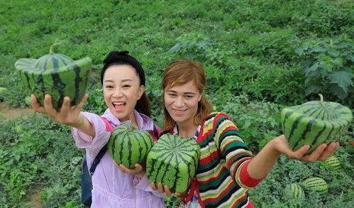 新疆人吃瓜的视频,一场视觉与味蕾的双重盛宴