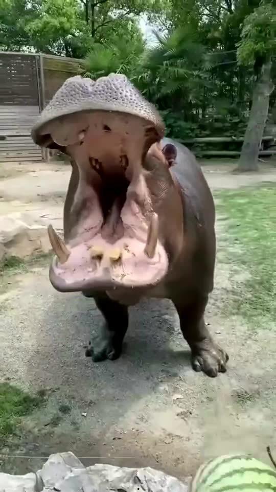 吃瓜变成河马的老太婆视频,吃瓜奇遇记