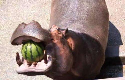 吃瓜变成河马的老太婆视频,吃瓜奇遇记