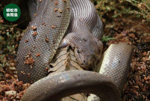 尼加拉瓜吃蟒蛇视频播放,勇敢食蟒者挑战极限，蟒蛇美食视频引热议