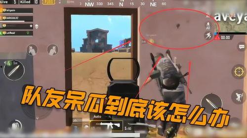 吃鸡呆瓜下场视频大全集,笑料百出，欢乐无限