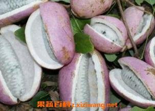 山鸡吃八月瓜会死吗视频