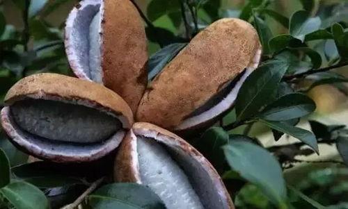 山鸡吃八月瓜会死吗视频