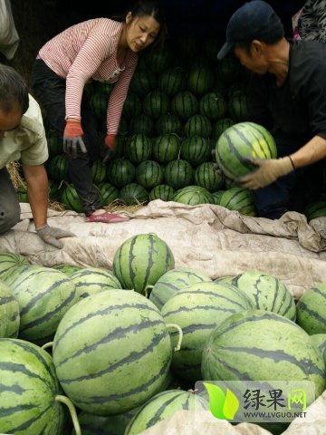 禹城吃瓜最新事件视频