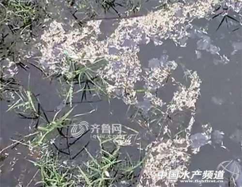 禹城吃瓜最新事件视频