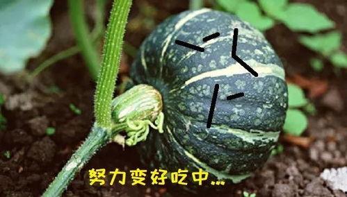 介休吃瓜真实事件视频