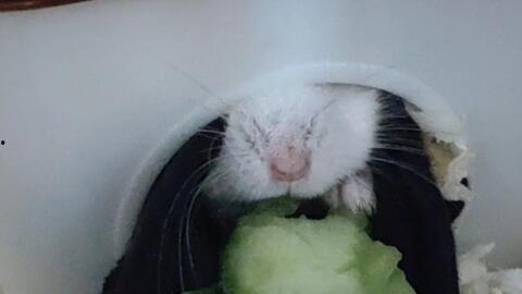仓鼠吃瓜小视频,仓鼠吃瓜萌态十足