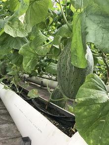 新疆吃瓜的视频大全