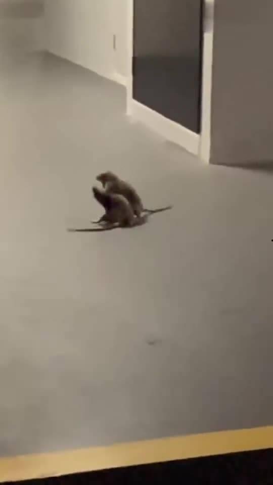 女孩打老鼠猫吃瓜视频