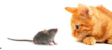 女孩打老鼠猫吃瓜视频