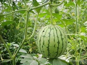 九言吃瓜视频素材大全