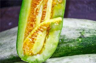 旅游吃羊角瓜视频播放下载