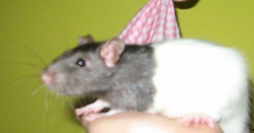 花枝鼠吃白瓜会死吗视频,花枝鼠误食白瓜致命之谜揭秘