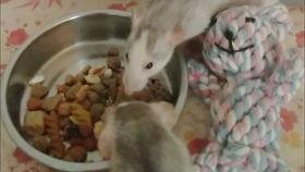 花枝鼠吃白瓜会死吗视频,花枝鼠误食白瓜致命之谜揭秘