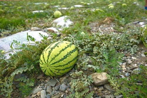 带你们吃野瓜全集视频,探秘乡村美味之旅