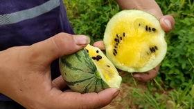 吃瓜遇到吵架视频大全下载,视频大全下载解析