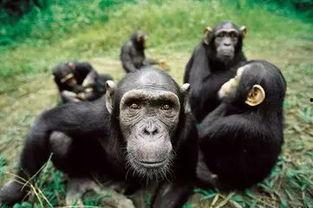 猩猩吃角瓜的视频大全,视频大全里的欢乐瞬间