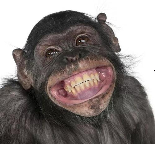 猩猩吃角瓜的视频大全,视频大全里的欢乐瞬间