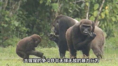 猩猩吃角瓜的视频大全,视频大全里的欢乐瞬间