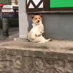 老猪吃瓜顶呱呱视频,趣味横生的顶呱呱视频大揭秘